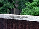 goute d'eau sur le balcon.jpg